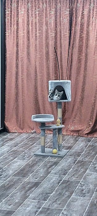 Когтеточка 10 000т