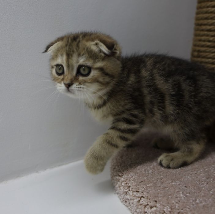 висЛоуХие ПлЮшевыЕ коТята