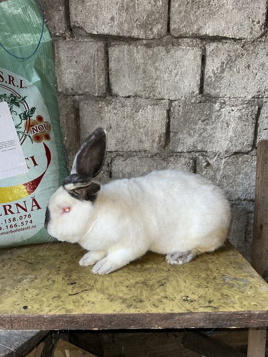 Urias de transilvania