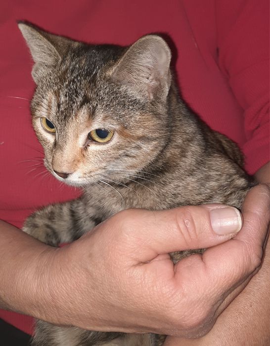 Котенок, ищет дом