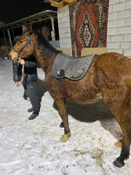 Тай жеребенок мынгы