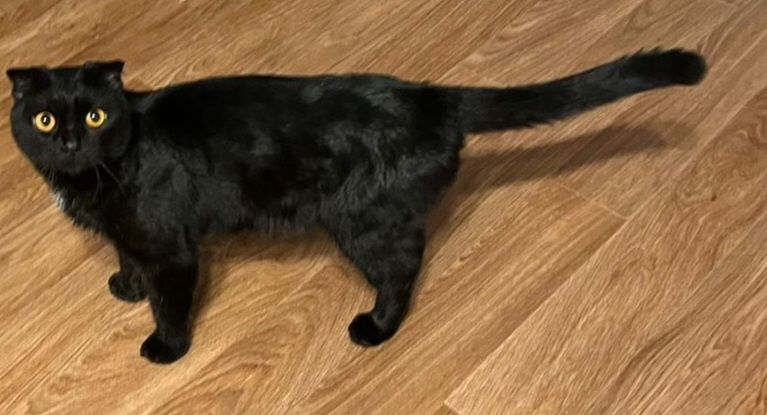 Шотландская вислоухая