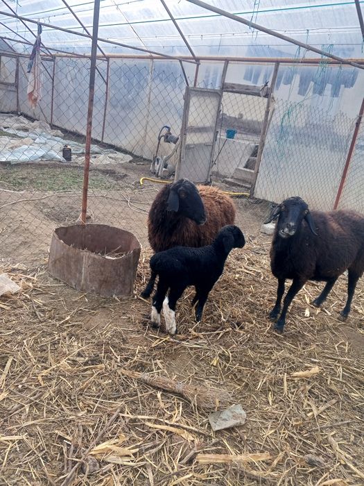 Ona bola qo'ylar sotiladi Peshko' tuman