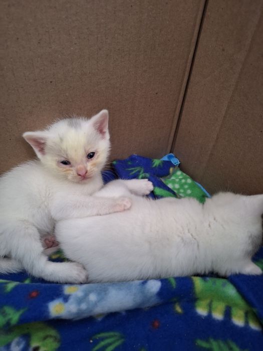 Кошечка даром котенок