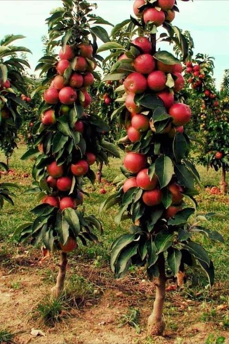 Pomi fructiferi COLUMNARI Anul 3 de vegetație direct de la PRODUCĂTOR