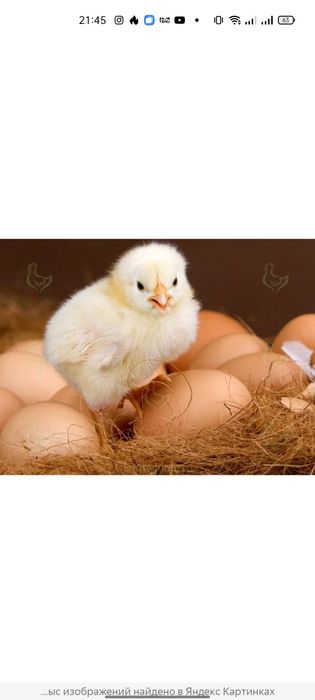Цыплята кур 10 дневки