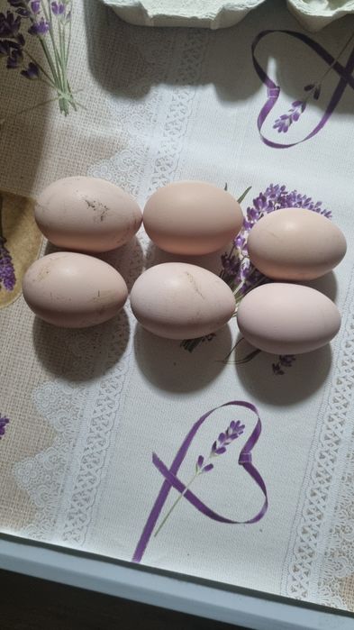 Vând ouă pentru incubat de la găini Australorp albastru.