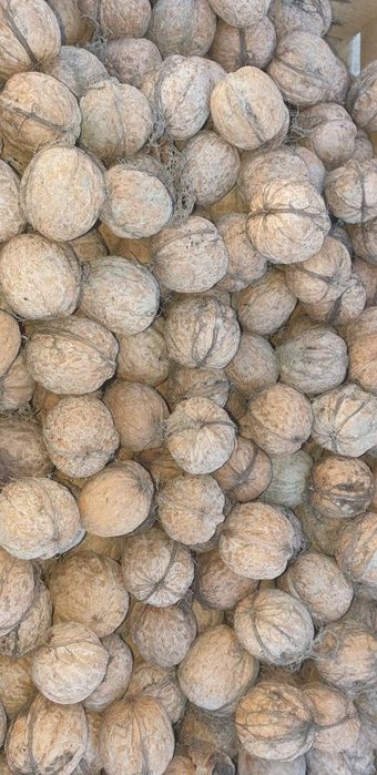 Chaqilmagan Yonĝoq mevasi sotiladi narxi 23.000 sum  10tonna  bòr