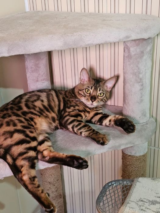 Кот бенгал , игровый