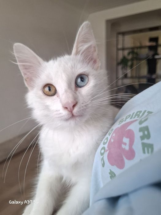 Кошка котенок ангола