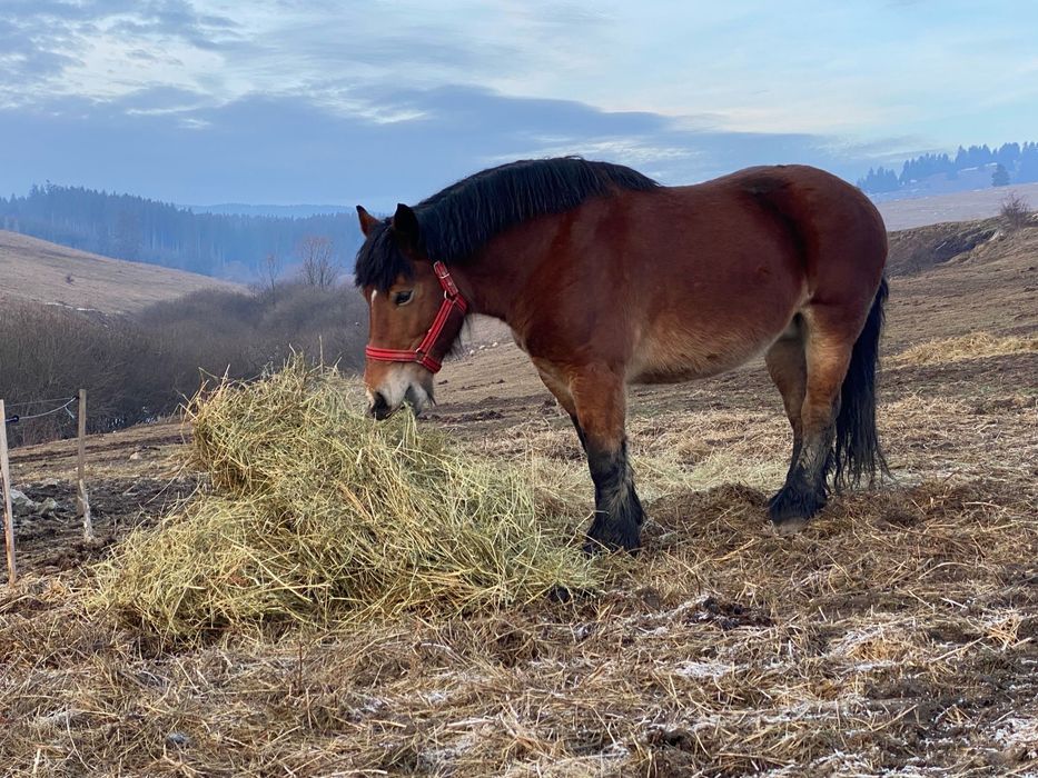 Doua iepe si un armasar schimb cu masina