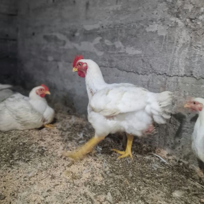 Курица бройлеры шымкент