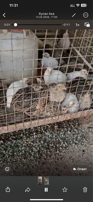 Бөдене  балапандары бар