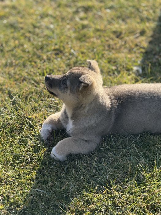 Отдам щеночка в добрые руки
