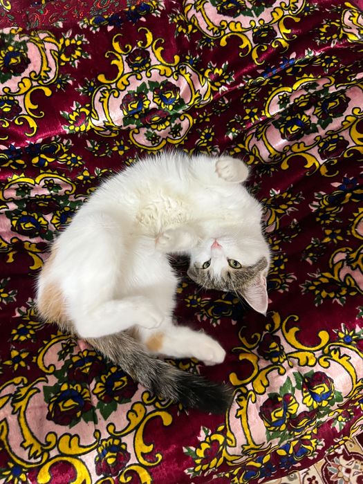 Отдаю домашнюю кошку даром