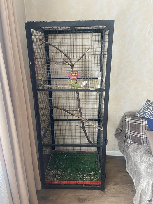 Попугай Корелла с клеткой