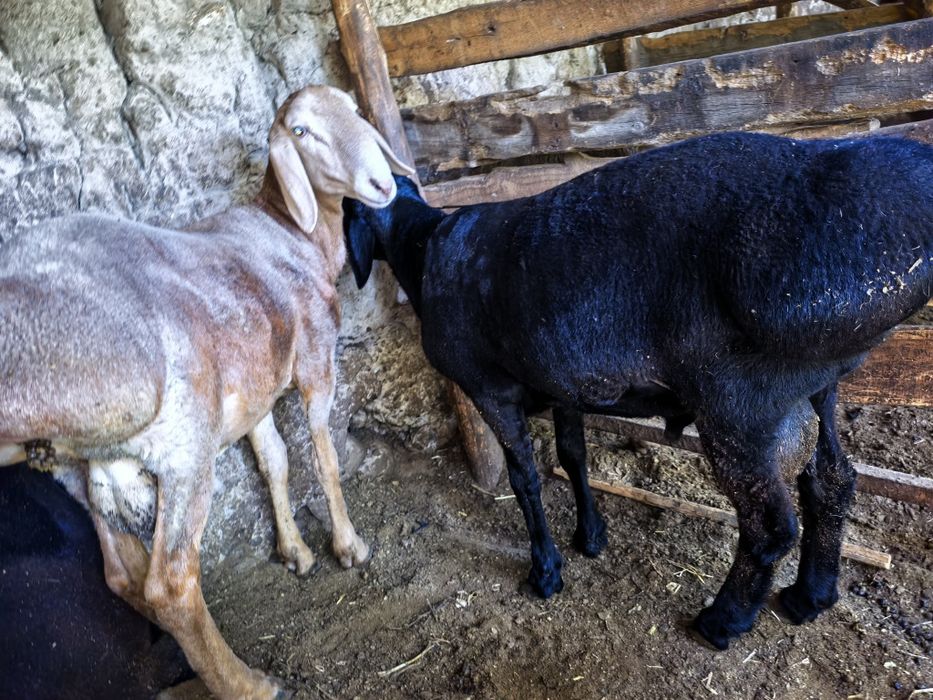 qochqorlar 70 kg+ 80kg+ . Namangan.