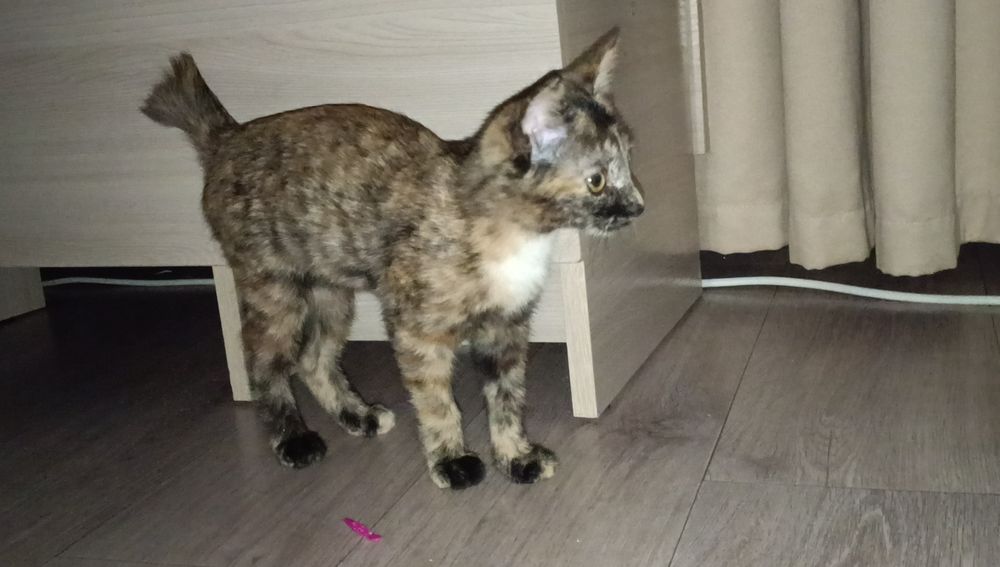 Котята бесплатно