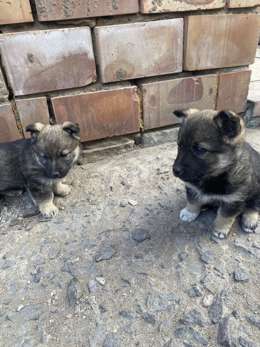 Щенки, щенята, щенок