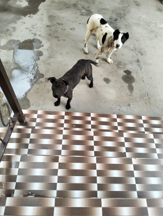 Собака Пидбил 6 месяц