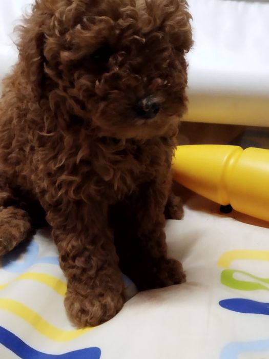 Той пудел родословен