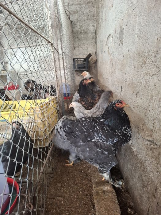 Brahma Albastru ,Negru,Portelan