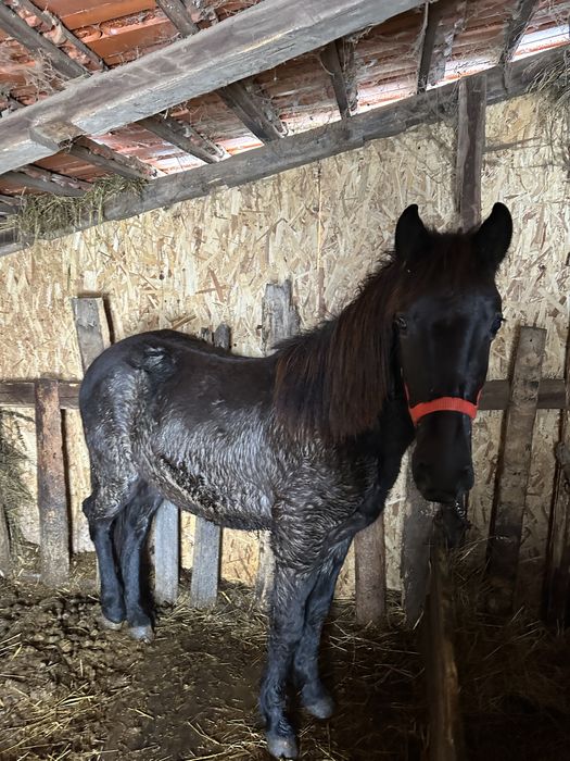 Disponibil cârlan 1,6 ani