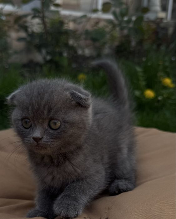 Продаются котята 2мес.