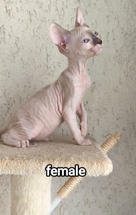 Донски Сфинкс със сине очи с родословие