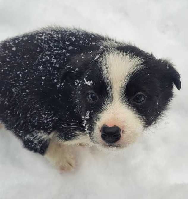 Очеровательные щенки ищут дом