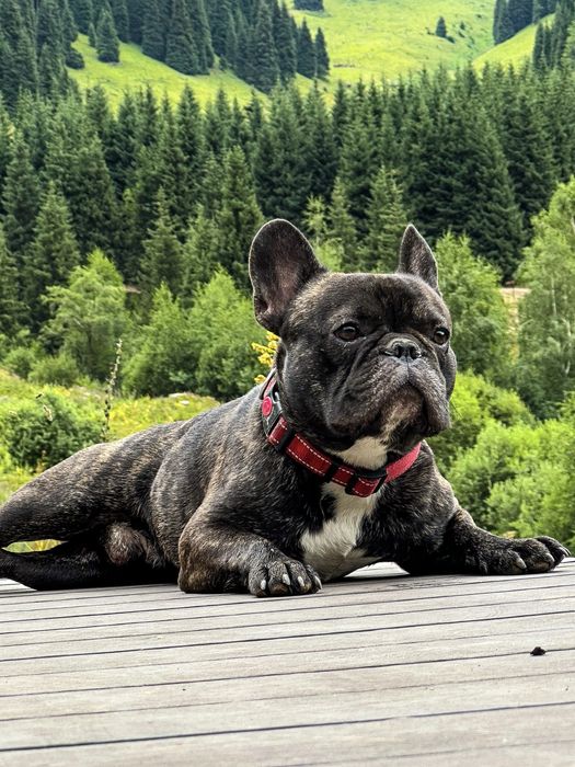 Вязка французкий бульдог