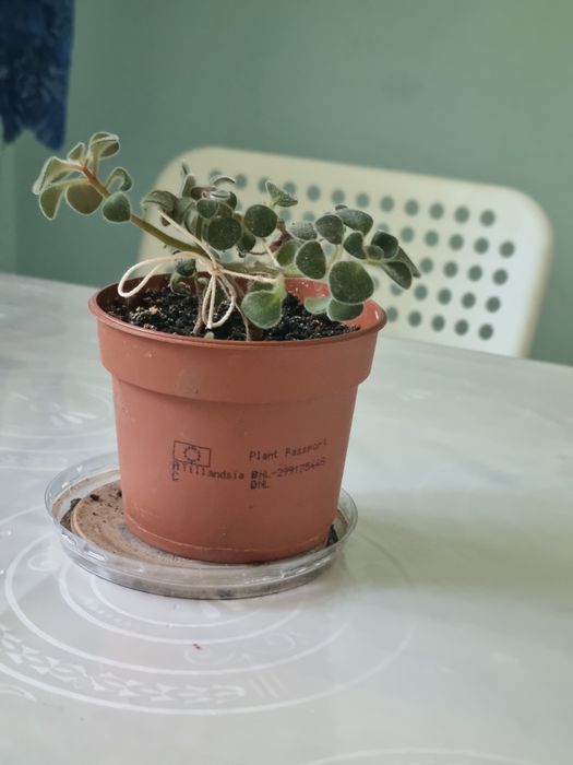 Продаю молочай и дерево любви