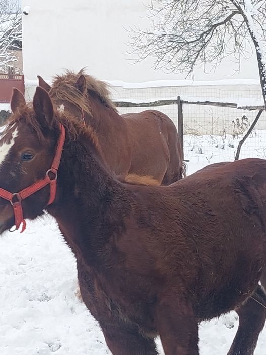 Cai tineri de vânzare