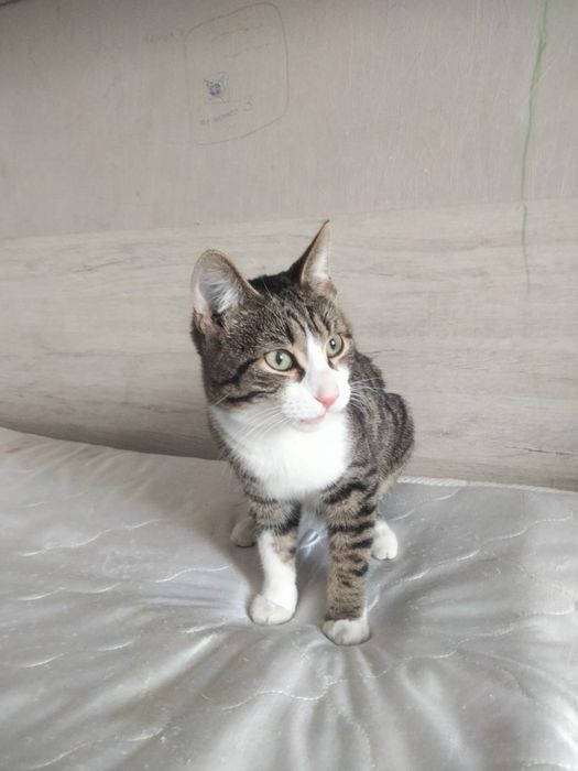 Найден ухоженный котик!