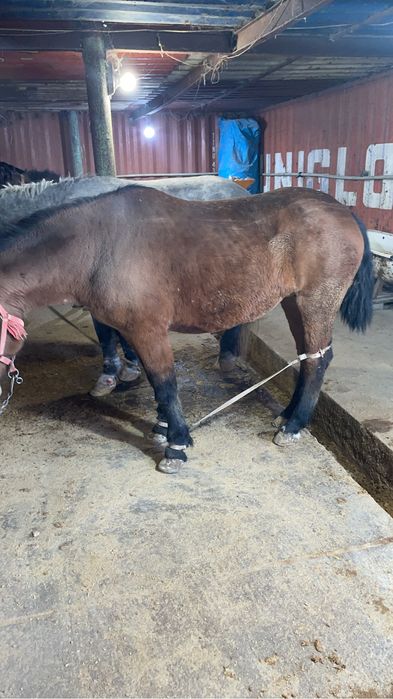 Срочно продам мясо конины