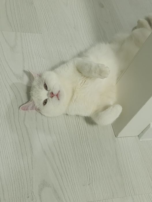 Британская кошка