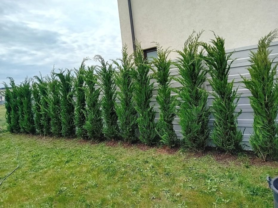 Leylandi cupressus pentru gard viu, veșnic verde.