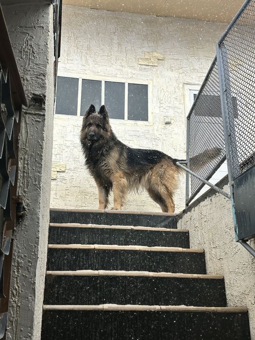 продаются щенки немецкой овчарки