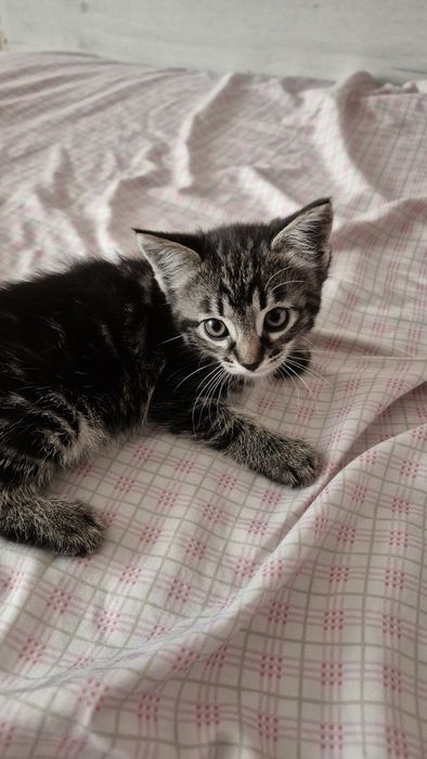 Отдам в добрые руки!