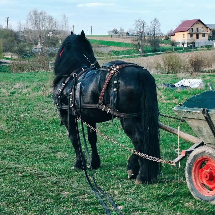 De vânzare armăsar în vârstă 3 ani