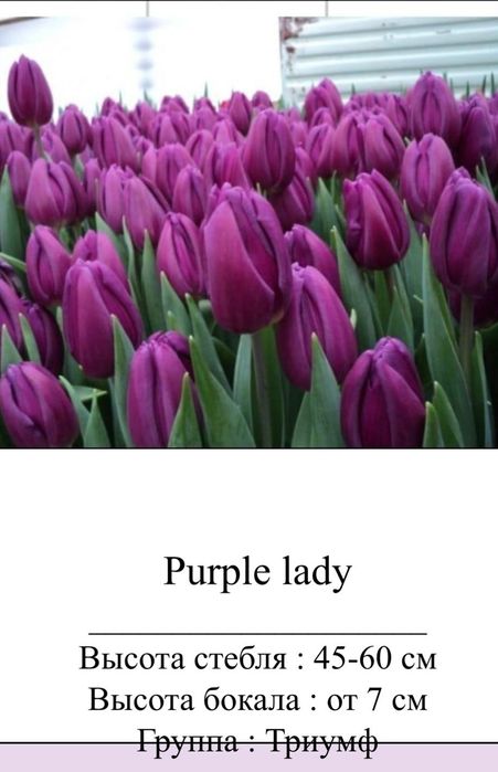 Цветы, тюльпаны оптом и в розницу