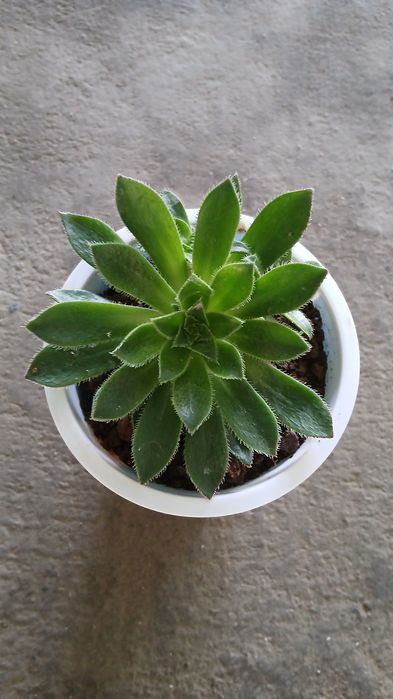 XONAKI Gullar Atrozkalari va Katta Gullar