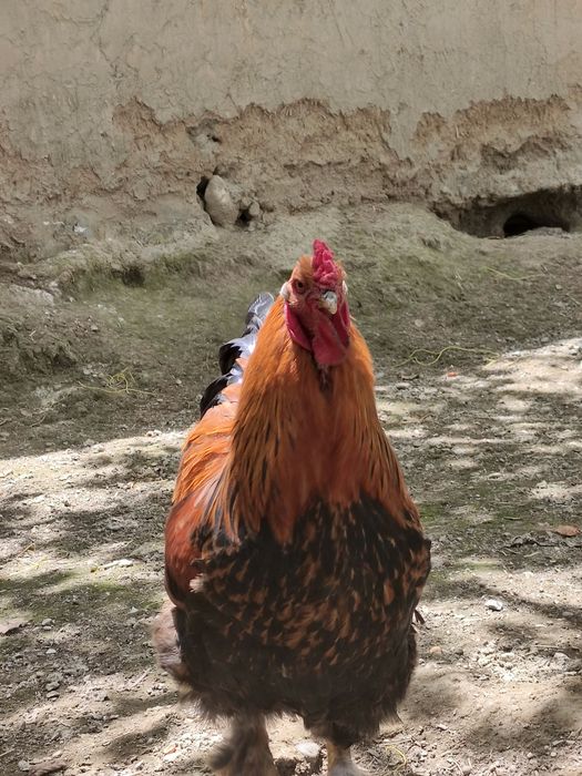 Brama xuroz sotiladi