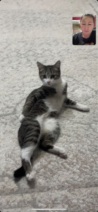 Отдам котенка даром