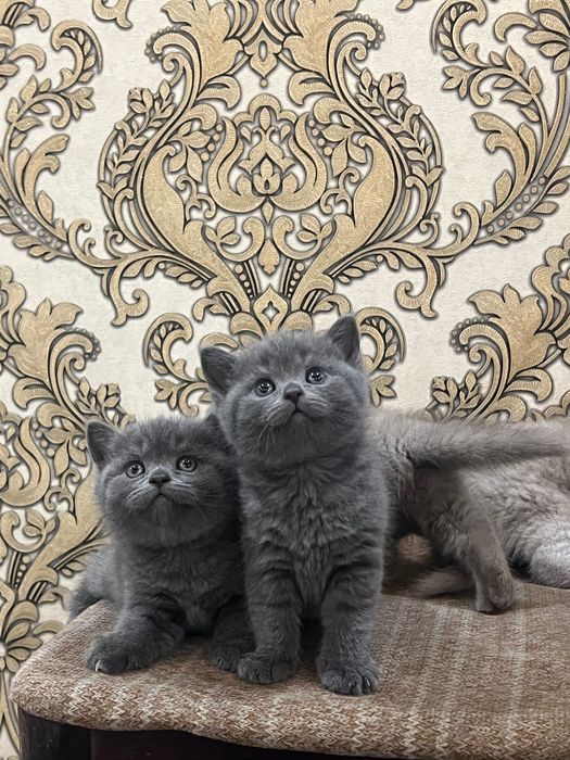 Кошка Скоттиш Страйт