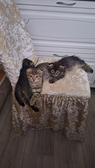 отдам в добрые руки  котят скоттиш-фолд