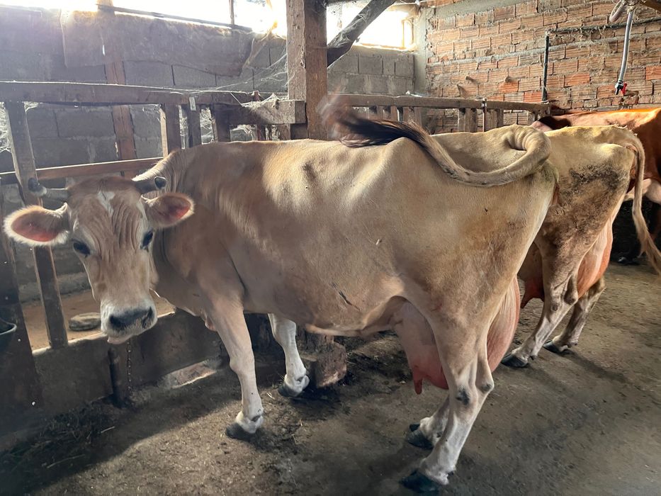 Продавам Крави  3 броя