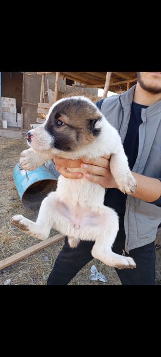 Choʻpon gidik sotiladi