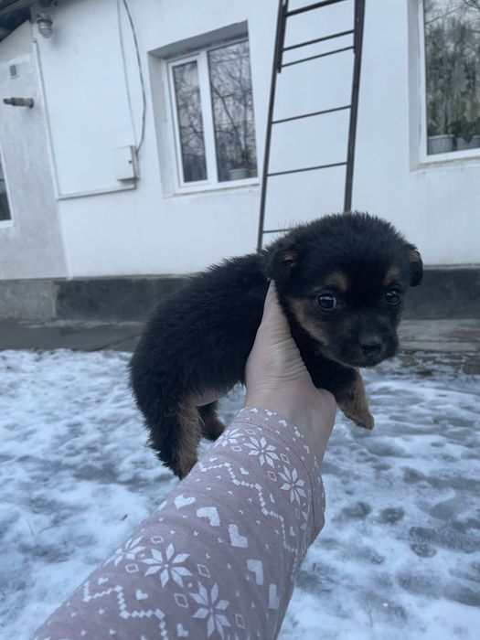 Собачка девочка в хорошие руки