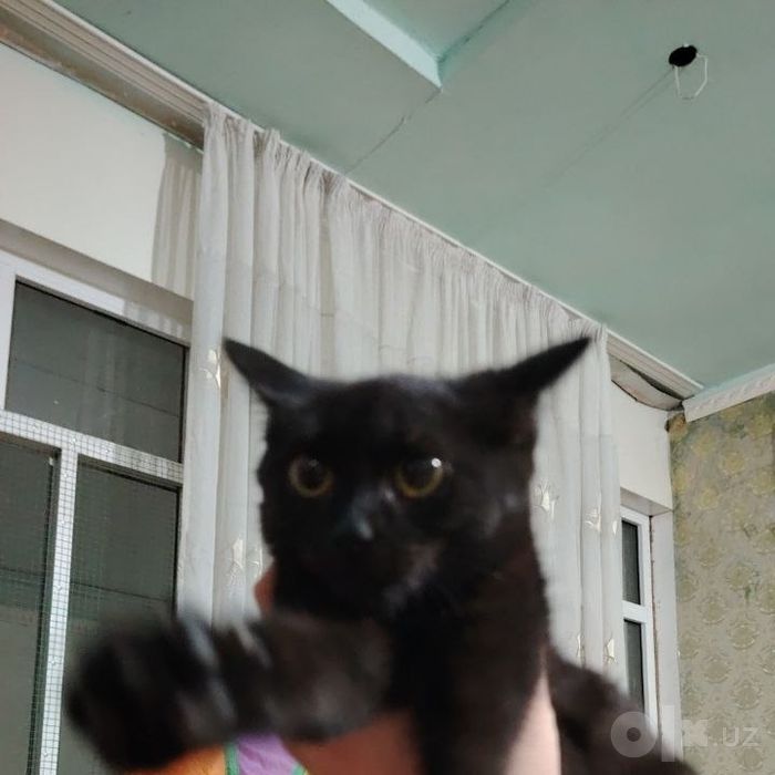 Котята даром в хорошие добрые руки